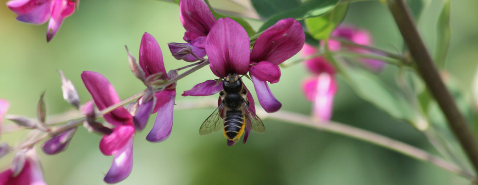 Rosenblattschneiderbiene