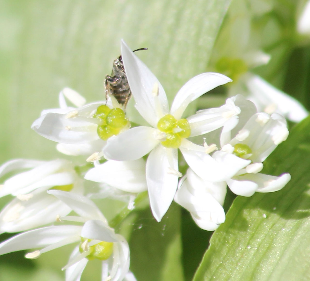 Dunkelgrüne Schmalbiene