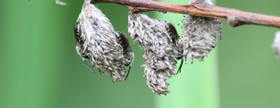 Gewöhnliche Schmalbiene