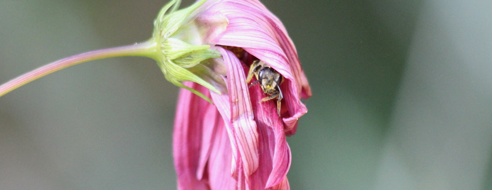 Rosenblattschneiderbiene