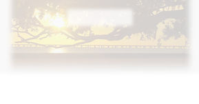 Coastal Oak during sunset