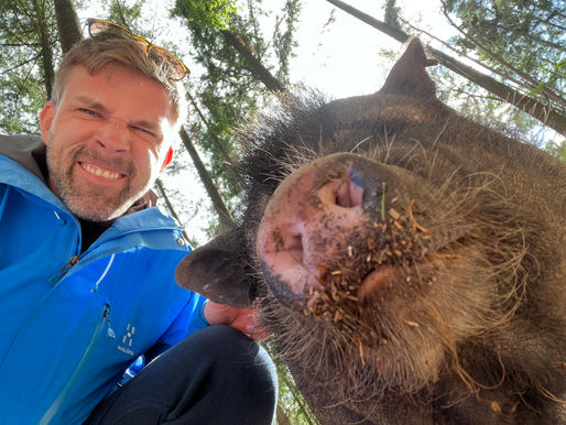 Sauschlau und unterschätzt: Warum Schweine viel mehr können, als wir denken