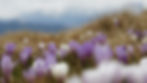 purple crocus
