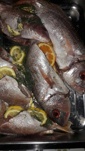 fish.jpeg