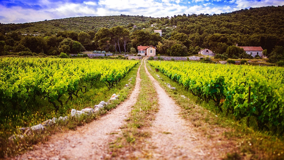 Wineyard