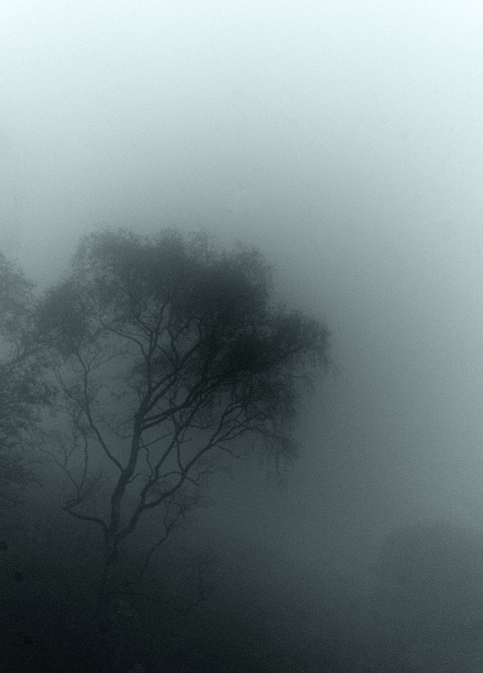Eye-level view of a misty forest landscape with strong light and shadow contrasts