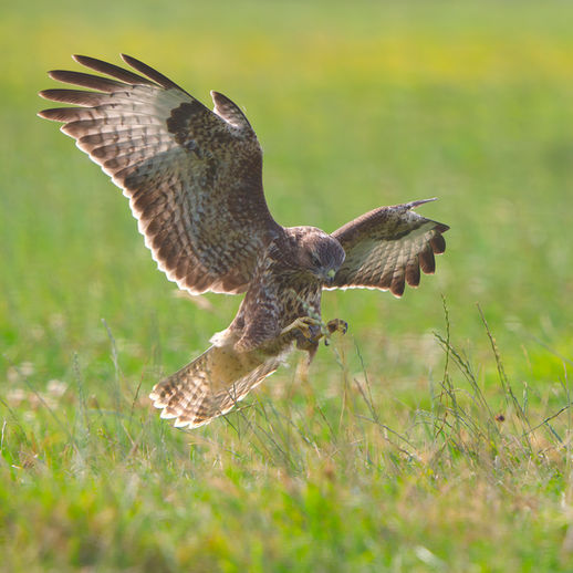 Common Buzzard landing on prey in wonderful back lighting