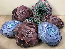 Succulent Cushions