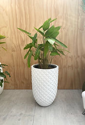 Pineapple Pot with Tropical Plant