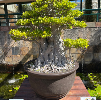 Bonsai di