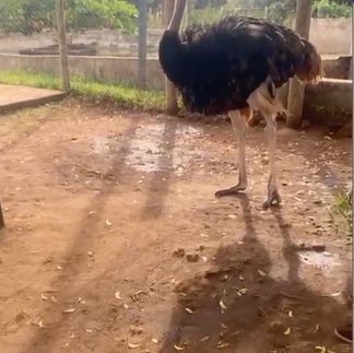 Our client vusiting Colobus Reseve and feeding an Black Somali ostrich
