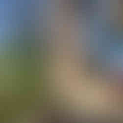 Baobab Tree near The Estuary, Italian Restaurant , in Diani Beach, Kenya