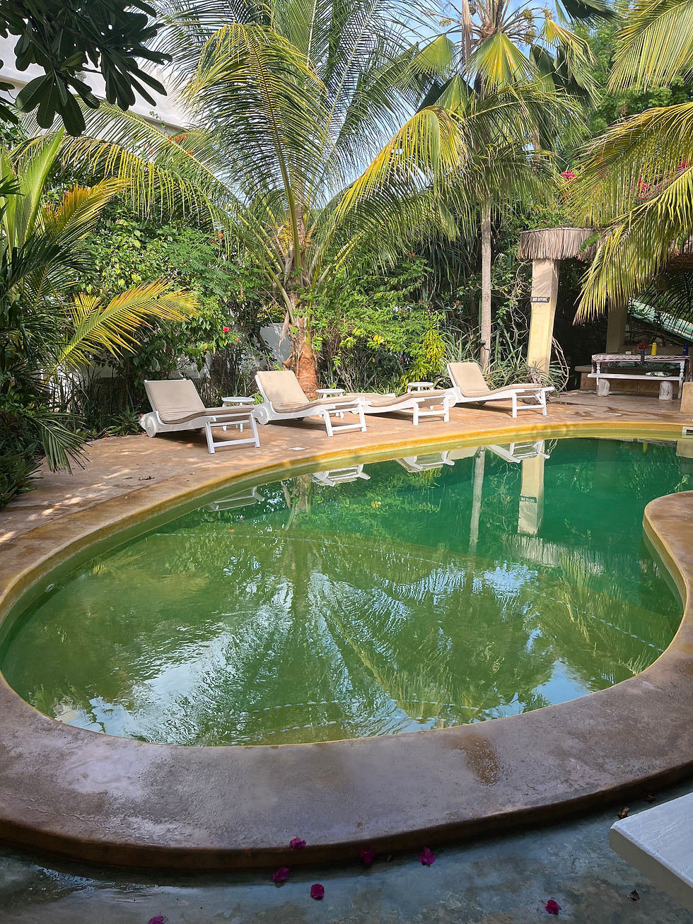 Small outdoor pool with green water, surrounded by palm trees and four empty loungers, at The Majlis Luxury resort, Manda Island, Kenya. Pink flowers on the ground add color to the tranquil scene.