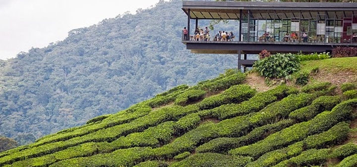 Cameron-Highlands.jpg