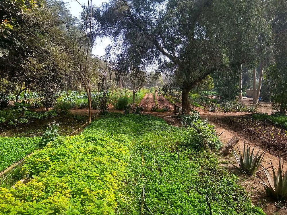 Visita a la Huerta de Mati