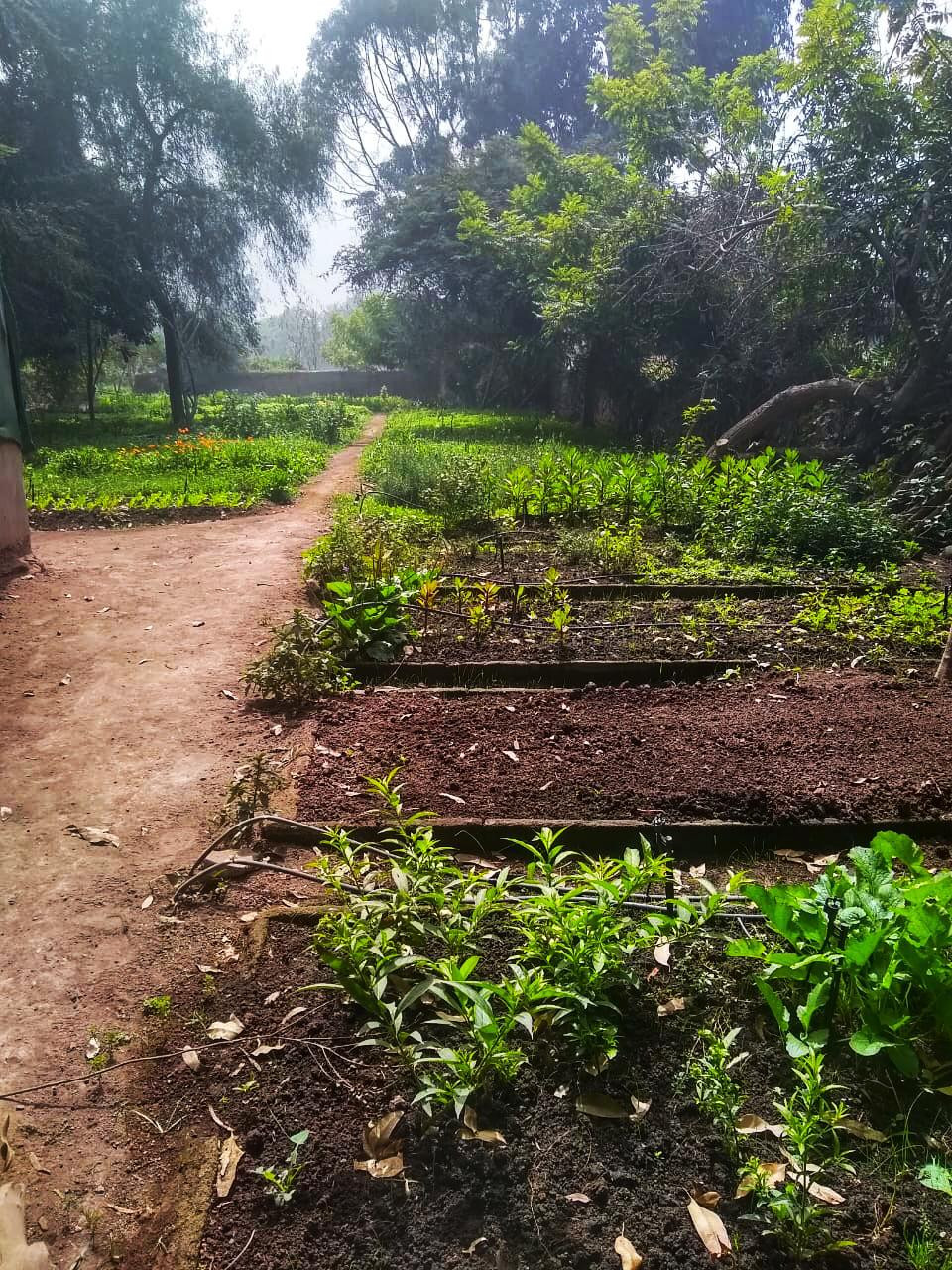 Camas de Cultivo