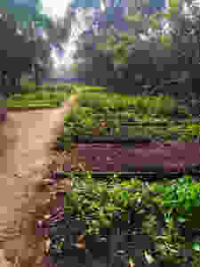 Camas de Cultivo
