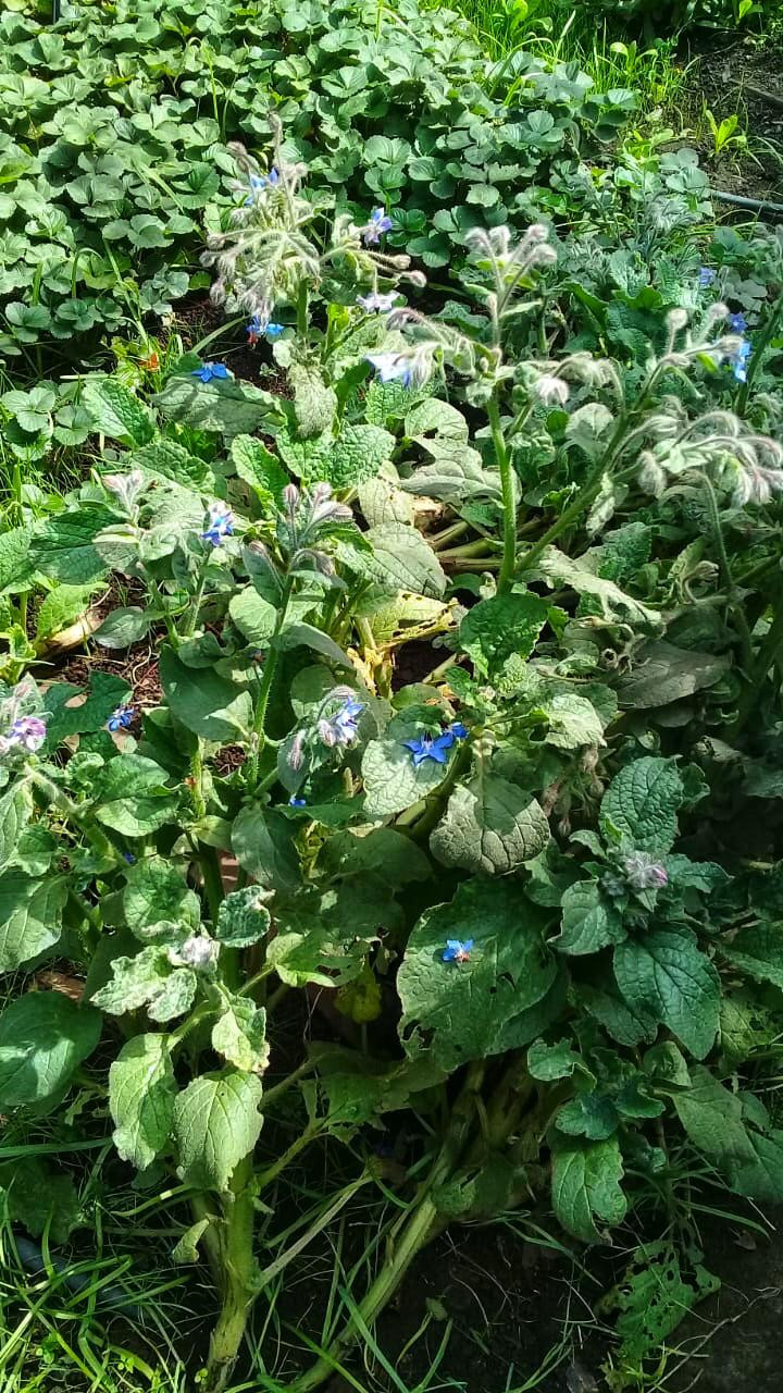 Plantas de Borraja
