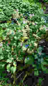 Plantas de Borraja