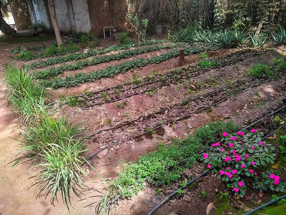 Algunas camas de cultivo, podemos apreciar plantas como hierba luisa, fresas entre otras especies.