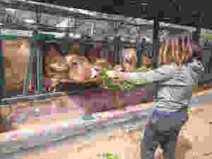 Conociendo a las vacas