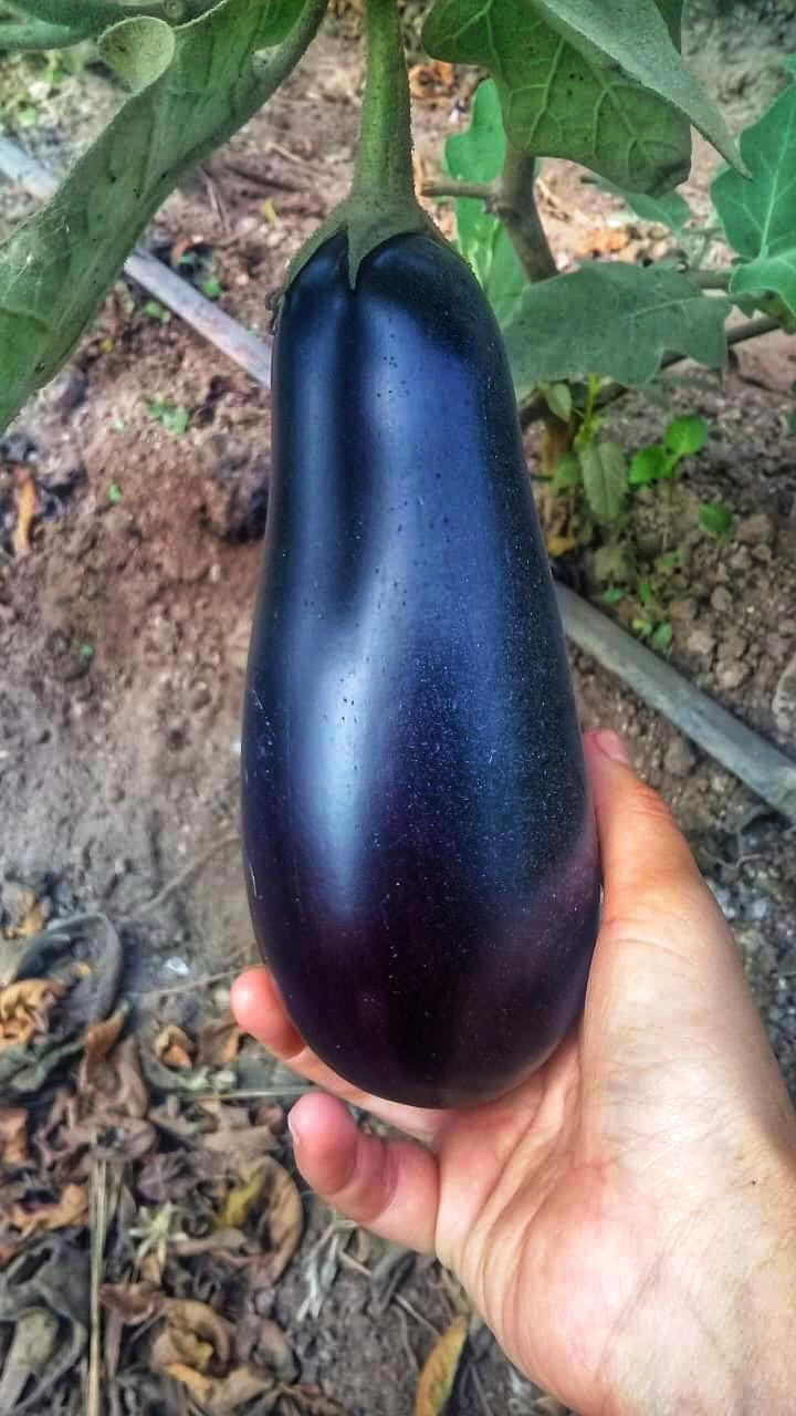 Berenjena