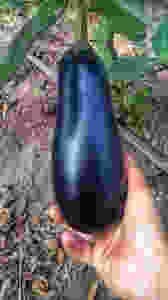 Berenjena