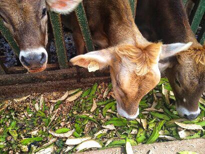 Vacas comiendo cáscara de plátano verde