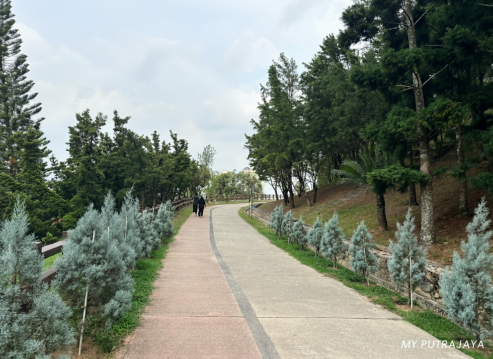 Paved walking path lined with pine trees at Saujana hijau