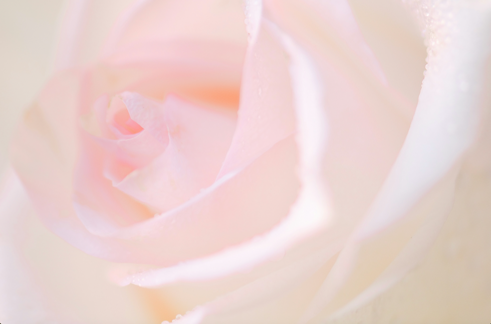 Rosa og gylden essens