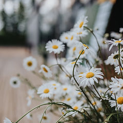 Fleurs