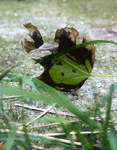 Image of a Leaf