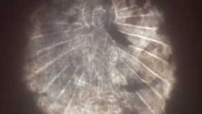 "El espejo mágico": descubren una imagen oculta en el reflejo de un artefacto centenario