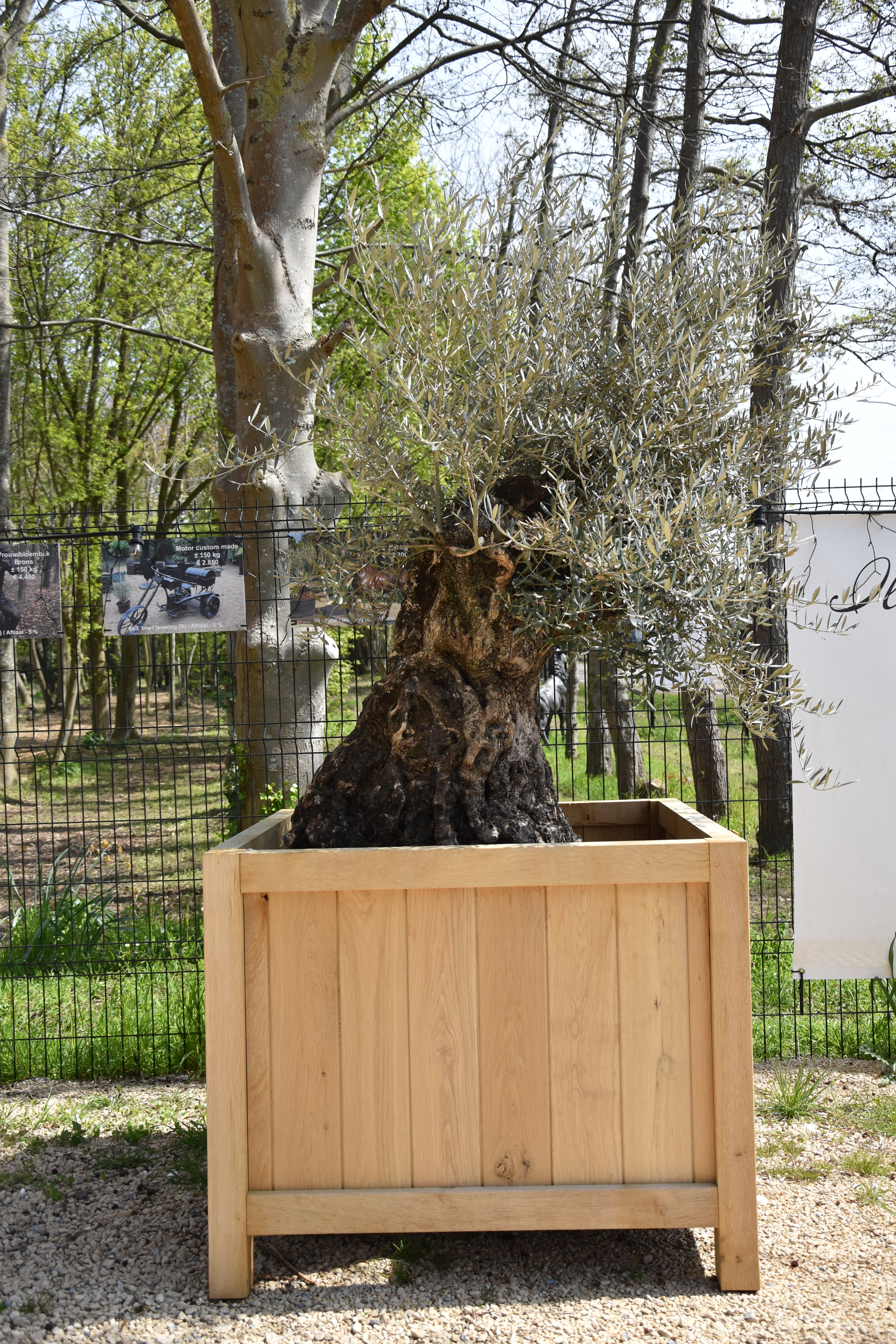 Olea europea zonder plantenbak