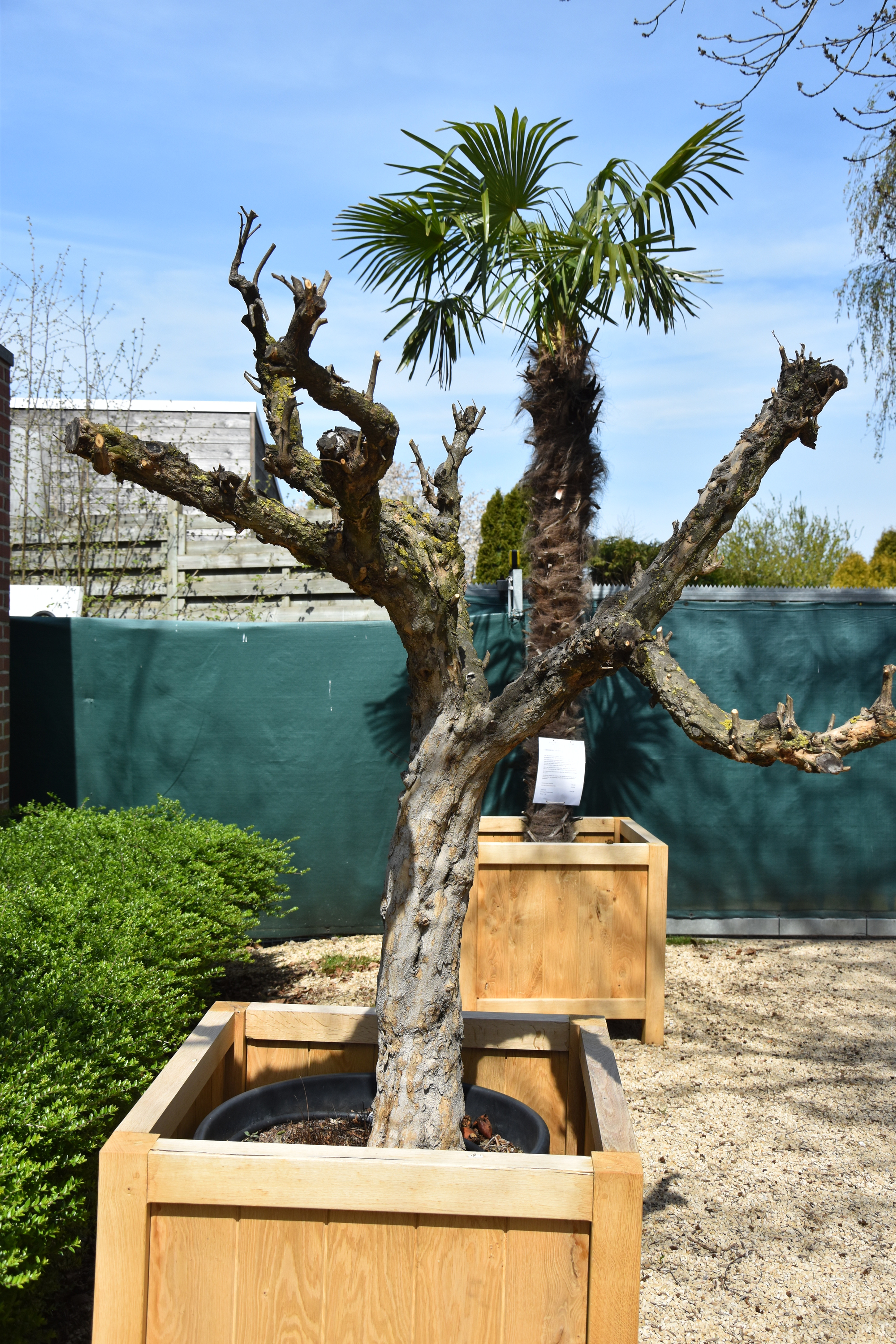 Granaatappelboom zonder plantenbak
