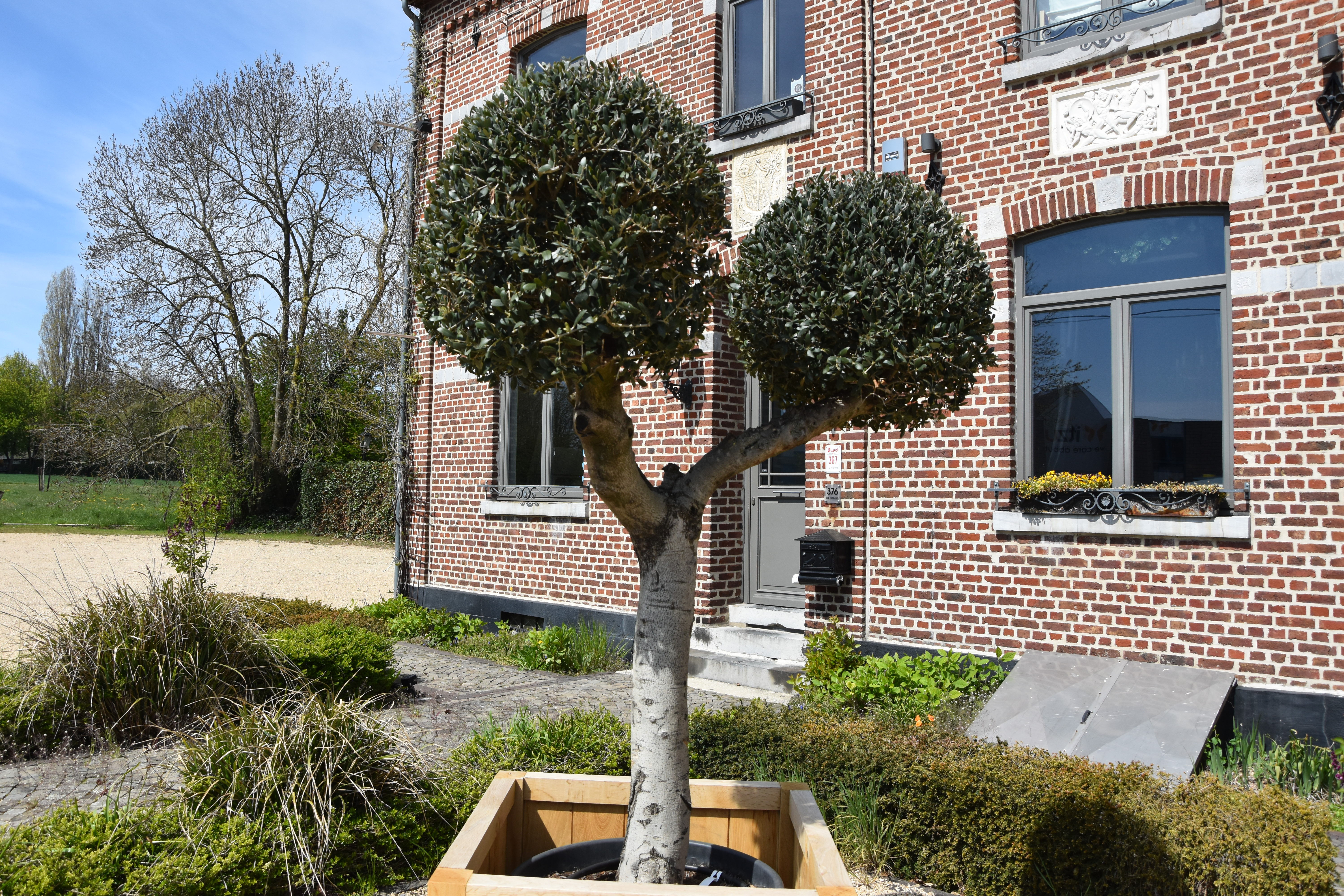 Olea Europaea Lessini zonder plantenbak