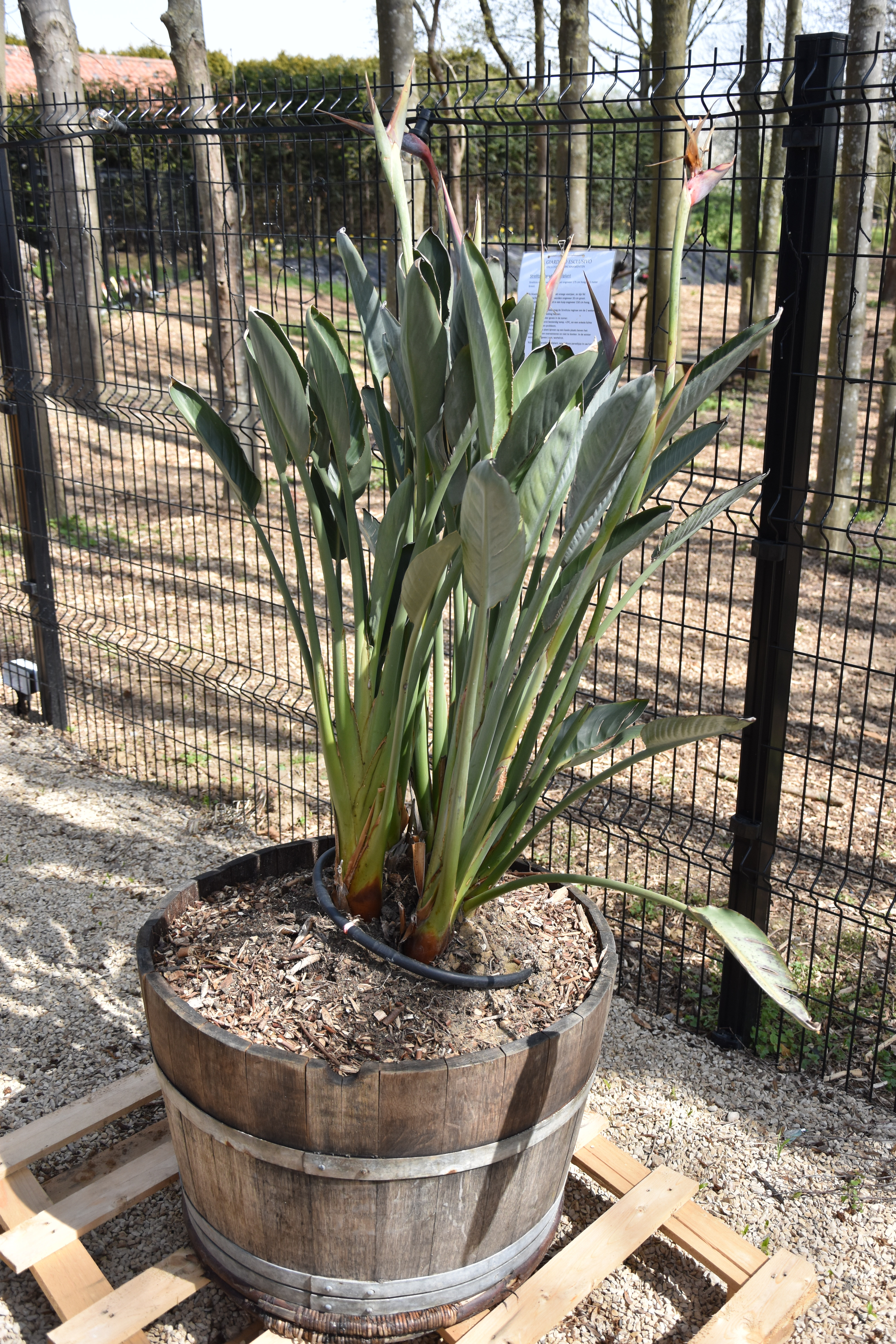 Strelitzia paradijsvogelplant zonder plantenbak