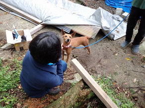屋久島犬がかわいすぎる