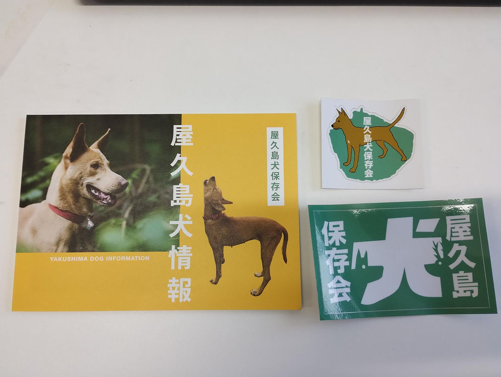 屋久島犬 ヒトメクリ