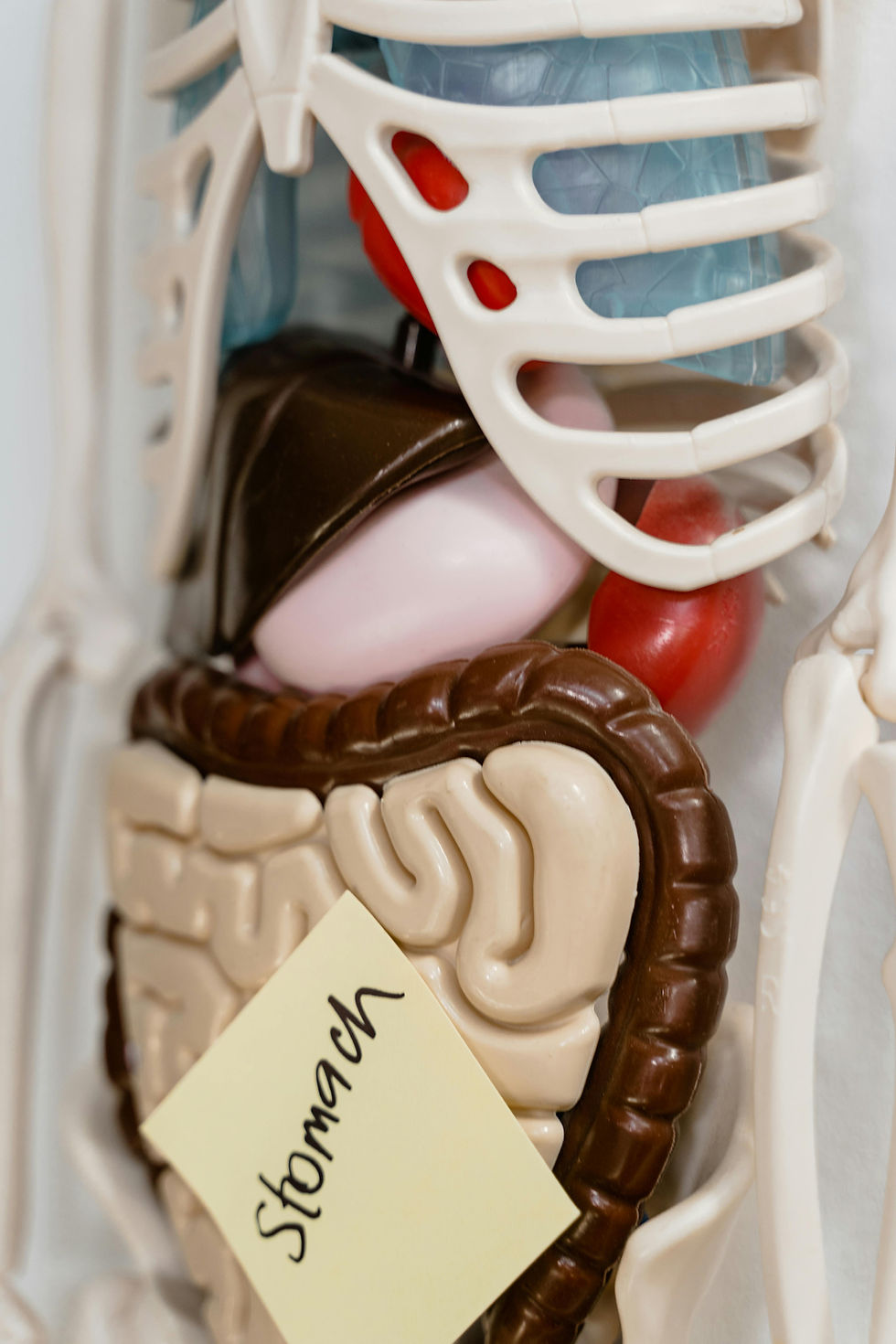 Estrogen Detoxification: 4 Ways to Support Your Body