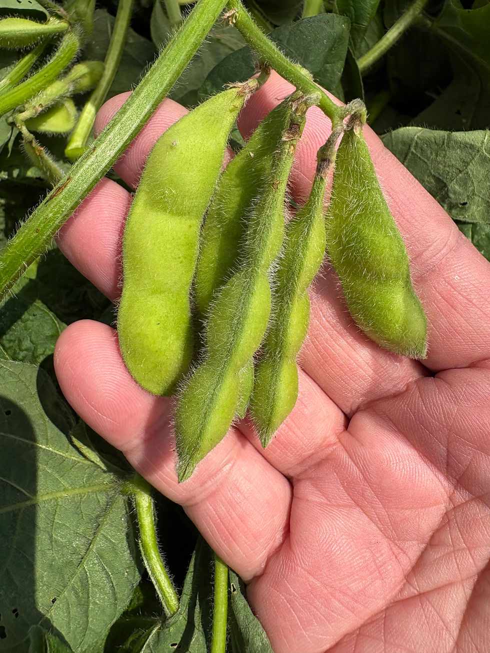 立派な枝豆が実をつけています