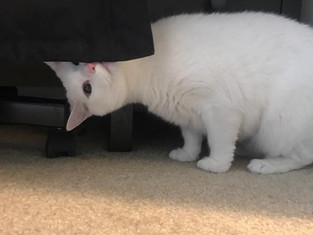 Meeko and Milo.jpeg
