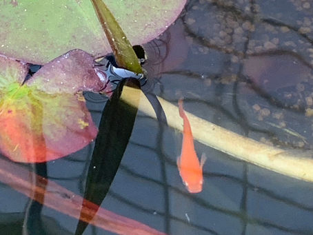 メダカがきれいに泳いでます!