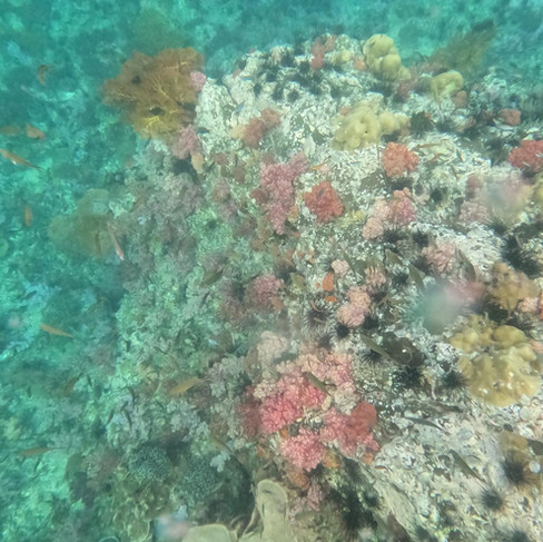 Snorkeling Koh Lipe