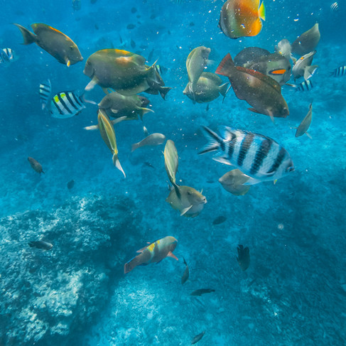 Fonds marins Indonésie