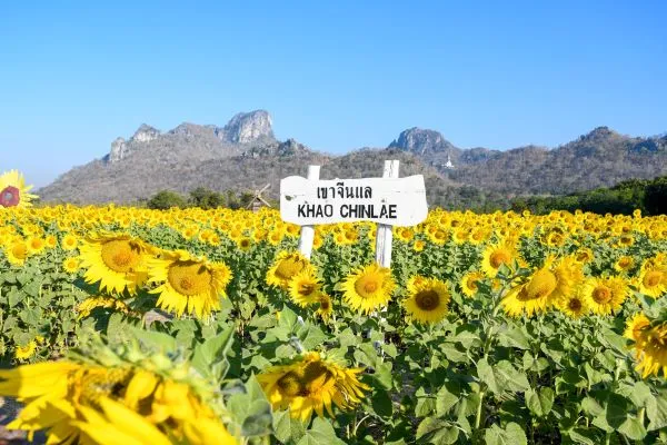 Sunflower field Lopburi Thailand