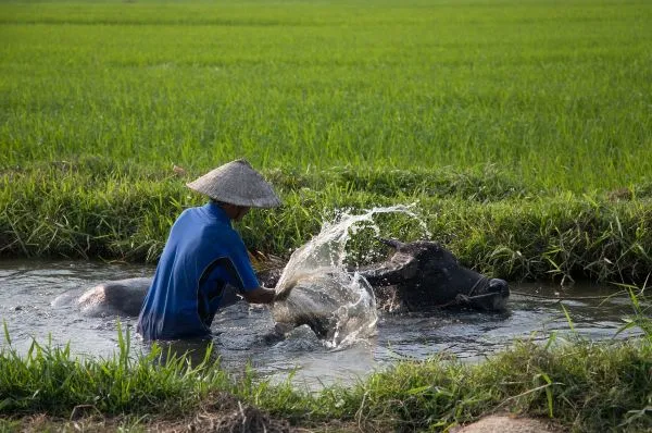 Farmer with Buffalo in water lopburi Thailand