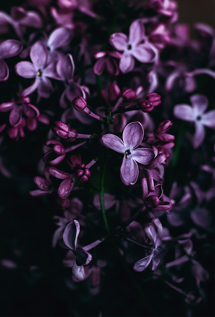roksolana-zasiadko-i07ss4dGzIo-unsplash_edited_edited.png