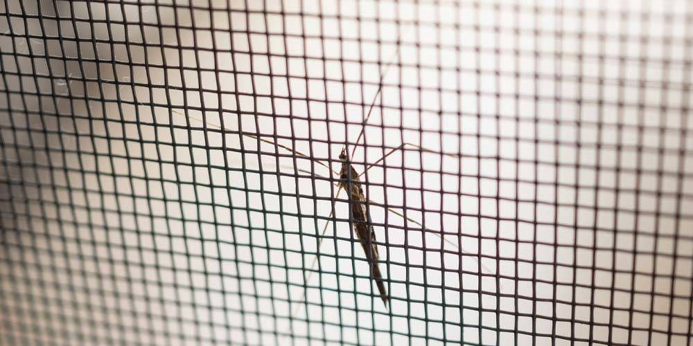 mosquito sitting on the side of the mosquito screen