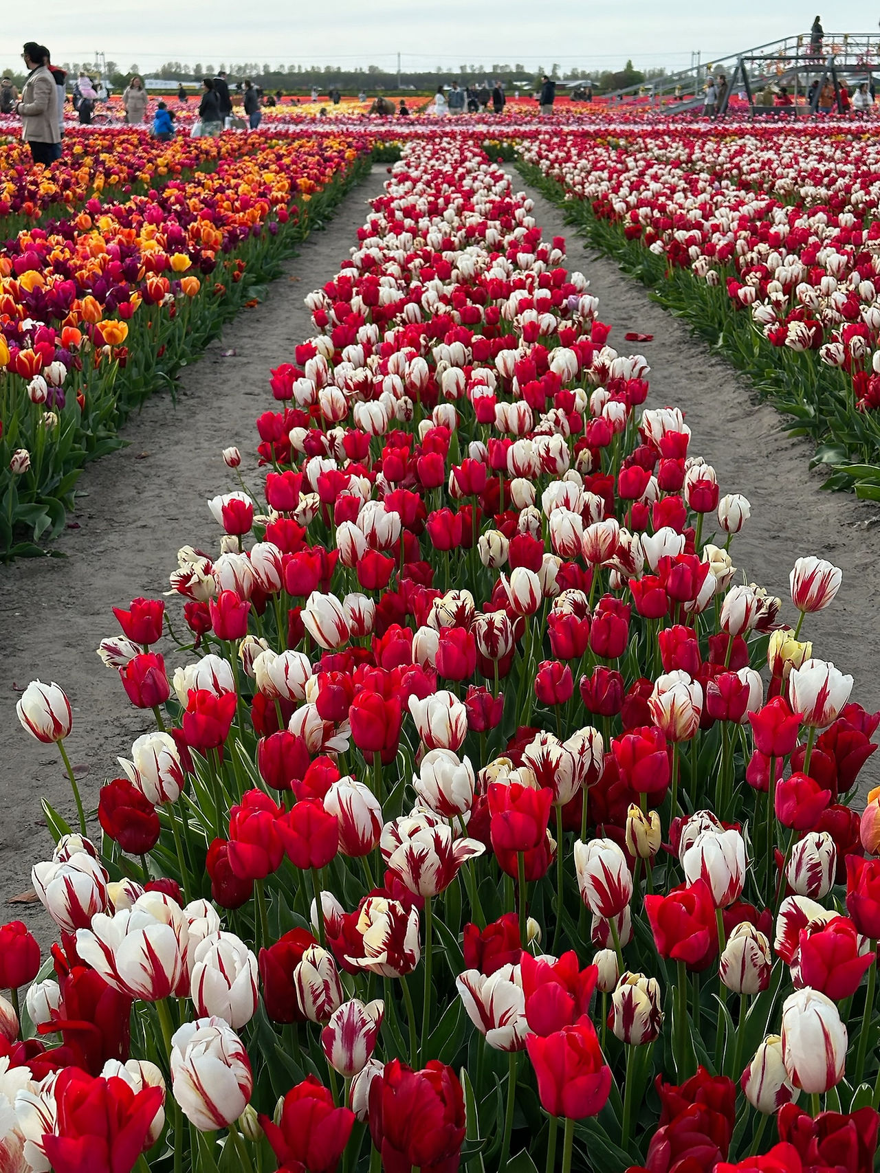 Amsterdam Tulip Fields 2025
